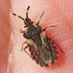 Aradus versicolor